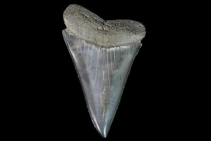Large, Fossil Mako Shark Tooth - Georgia #75033